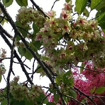 緑の桜の画像 by ゆりちゃんさん | お出かけ先と緑の桜とHTC