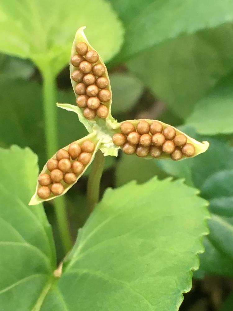 スミレの種の投稿画像 by オキザックさん｜種子と小さいと公園 (2017月5月13日)｜🍀GreenSnap