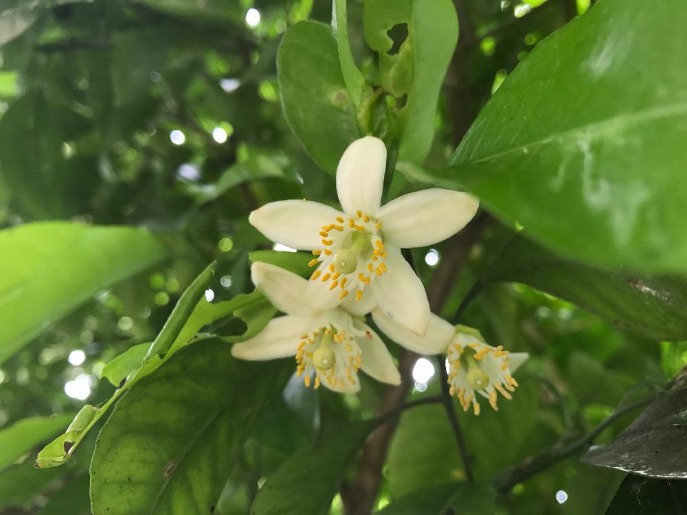 甘夏の木の投稿画像 By ころすけさん 柑橘類と小さな白い花と柑橘の花と白い花と甘い香り 17月5月 14日 Greensnap グリーンスナップ