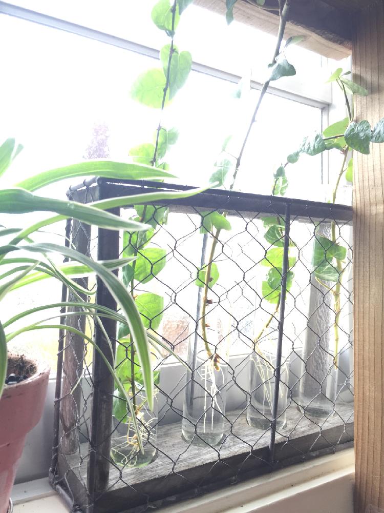 ヘデラ の投稿画像 By あさサボガーデンさん 観葉植物とアイビー とアイビー とおしゃれな鉢と今日の一枚とアイビー水差し 17月5月14日 Greensnap グリーンスナップ