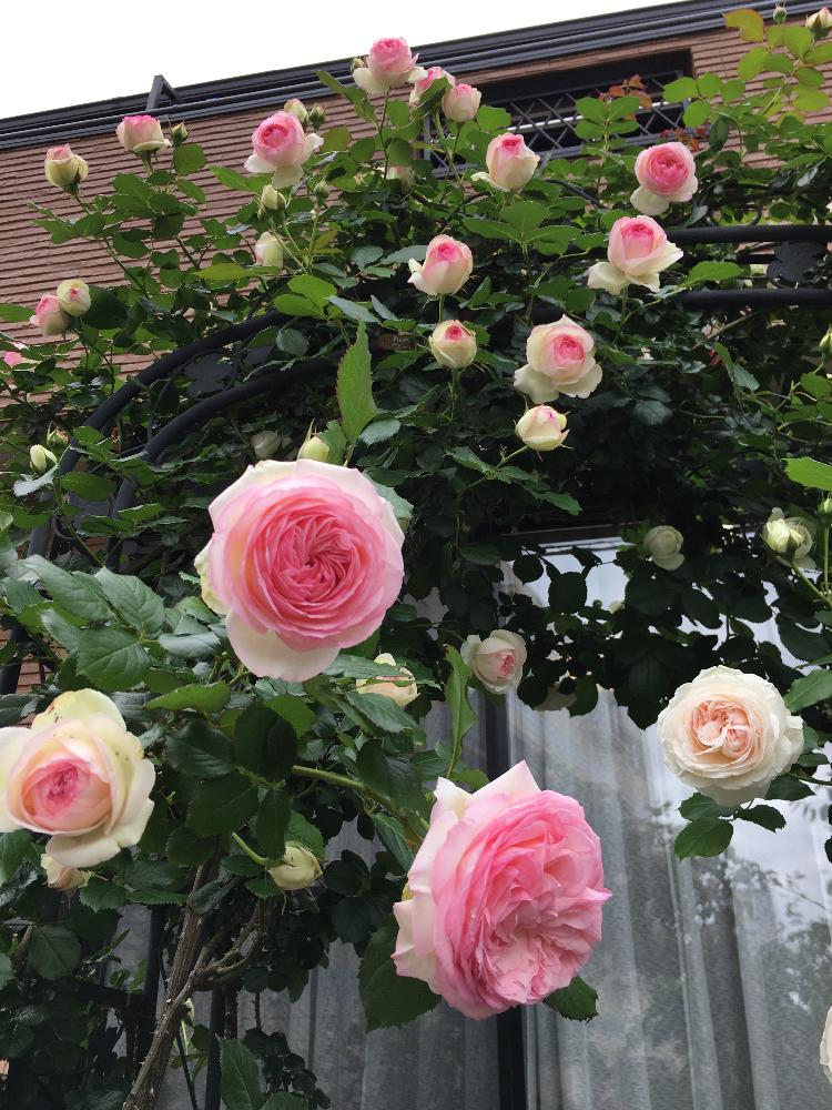 つるばら ブランピエールドロンサールの投稿画像 By レモンとすだちさん ピェール ドゥ ロンサールとバラと お庭のアーチ コンテストとお庭造り 記録とありがとう とつるバラと今日のお花と咲いた と母の日とバラのアーチと薔薇 とバラ ピエールドゥロンサール