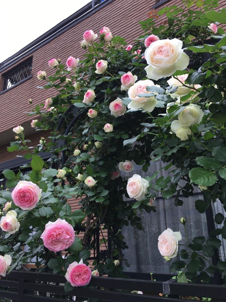 つるバラ ブランピエールドロンサール の投稿画像 By レモンとすだちさん ピェール ドゥ ロンサールとバラと お庭のアーチ コンテストとバラ ピエールドゥロンサールとつるバラとバラのアーチと薔薇 と薔薇を楽しむとお庭造り 記録と バラ コンテスト 17月5