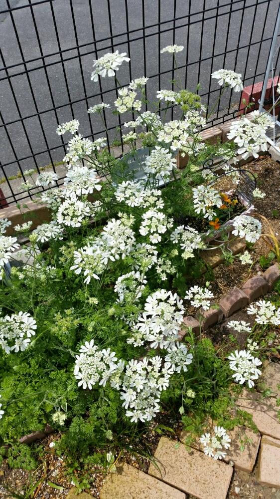 オルレア ホワイトレースの投稿画像 By Kikiさん 小さな庭と花壇の記録用とお気に入り と初心者ですと花壇の記録用とお気に入り と初心者です 17月5月14日 Greensnap グリーンスナップ Greensnap グリーンスナップ