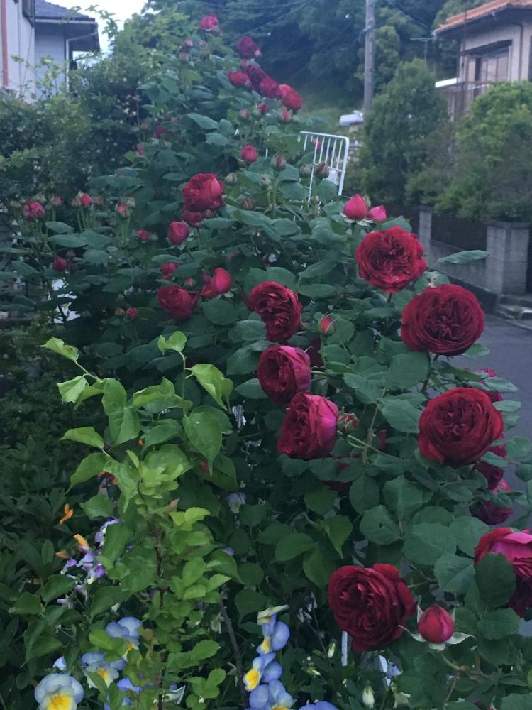 玄関前にの投稿画像 By マーミンさん いい香り と濃い赤紫と赤い花 とつるバラと咲き始めと植中毒と沢山の蕾とバラが好きとバラの地植えとアクセント 17月5月14日 Greensnap グリーンスナップ
