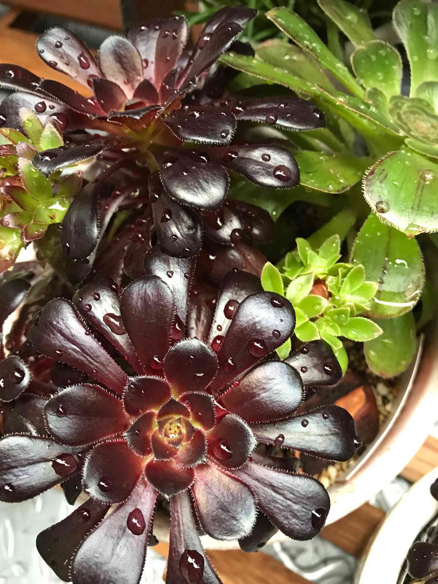36#多肉植物アエオニウム錦❤️ 光輝 ❤️2大頭14cm 拔き苗 36#多肉植物アエオニウム錦❤️ 光輝 ❤️2大頭14cm 拔き苗
