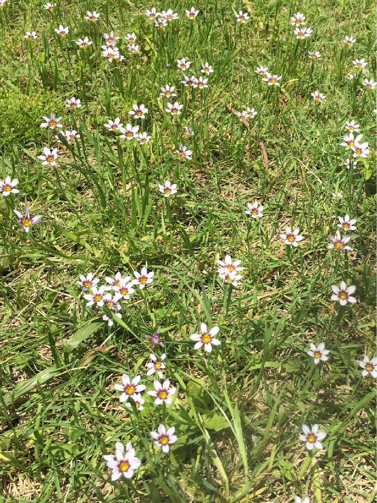 庭の芝生の投稿画像 By Shokoさん 花咲く雑草とニワゼキショウの花と小さな白いお花と今日の一枚 17月5月15日 Greensnap グリーンスナップ