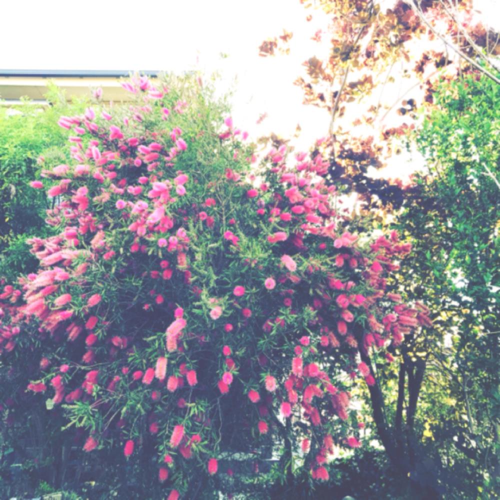 ブラシの木の投稿画像 By Mamoruさん ピンクの花とオーストラリアンプランツと今日のお花とオーストラリアとオーストラリア ネイティヴプランツとブラシノキ属 17月5月15日 Greensnap グリーンスナップ