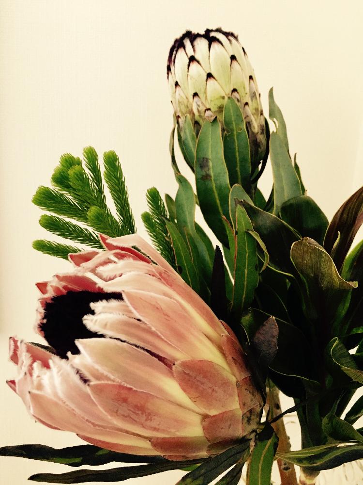 プロテアの投稿画像 By Amamiさん 部屋と切り花と切り花 17月5月15日 Greensnap グリーンスナップ Greensnap グリーンスナップ
