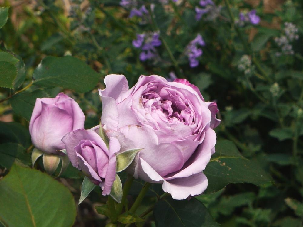 薔薇 しのぶれど の投稿画像 By Joさん ちっちゃなバラ園と薔薇に魅せられてと京成バラ園芸フォトコンと公園とアンティークタッチのバラ とローズガーデンと薔薇 とうす紫色と薔薇の花 17月5月15日 Greensnap グリーンスナップ