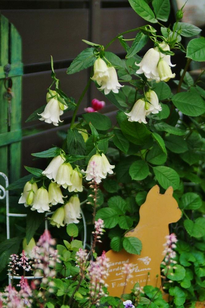 ダブルのホタルブクロの投稿画像 By Haiziさん ティアレラ シュガー スパイス と難易度低とシェードガーデンと花壇とナチュラルスタイルとガーデニングと咲いた 17月5月15日 Greensnap グリーンスナップ