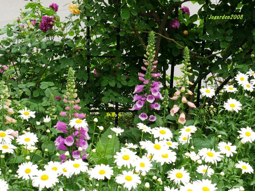 ジギタリス シャスターデージーの投稿画像 By Joさん シャスターデジーと 手作り花壇 コンテストとナチュラルガーデンとバラの季節とジギタリス と背の 高いと白い花 17月5月15日 Greensnap グリーンスナップ