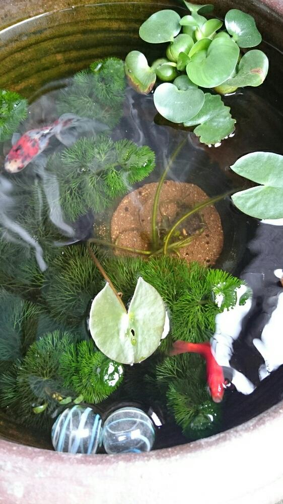 カボンバの投稿画像 By コルクさん ホテイアオイと姫睡蓮と金魚と睡蓮鉢と今日の一枚 17月5月15日 Greensnap グリーンスナップ