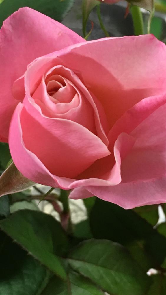 薔薇オードリーヘップバーンの投稿画像 By 花が好きさん 花のある暮らし とありがとう と薔薇のある暮らし と薔薇が大好きです とガーデニングと オードリーヘップバーン 17月5月15日 Greensnap グリーンスナップ