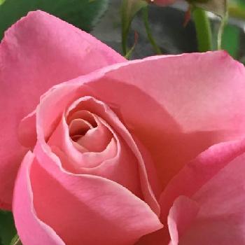 オードリーヘップバーン♡の画像 by 花が好きさん | 小さな庭と薔薇オードリーヘップバーンと花のある暮らし♡とありがとう♡と薔薇のある暮らし♡と薔薇が大好きです♡とガーデニングとオードリーヘップバーン♡