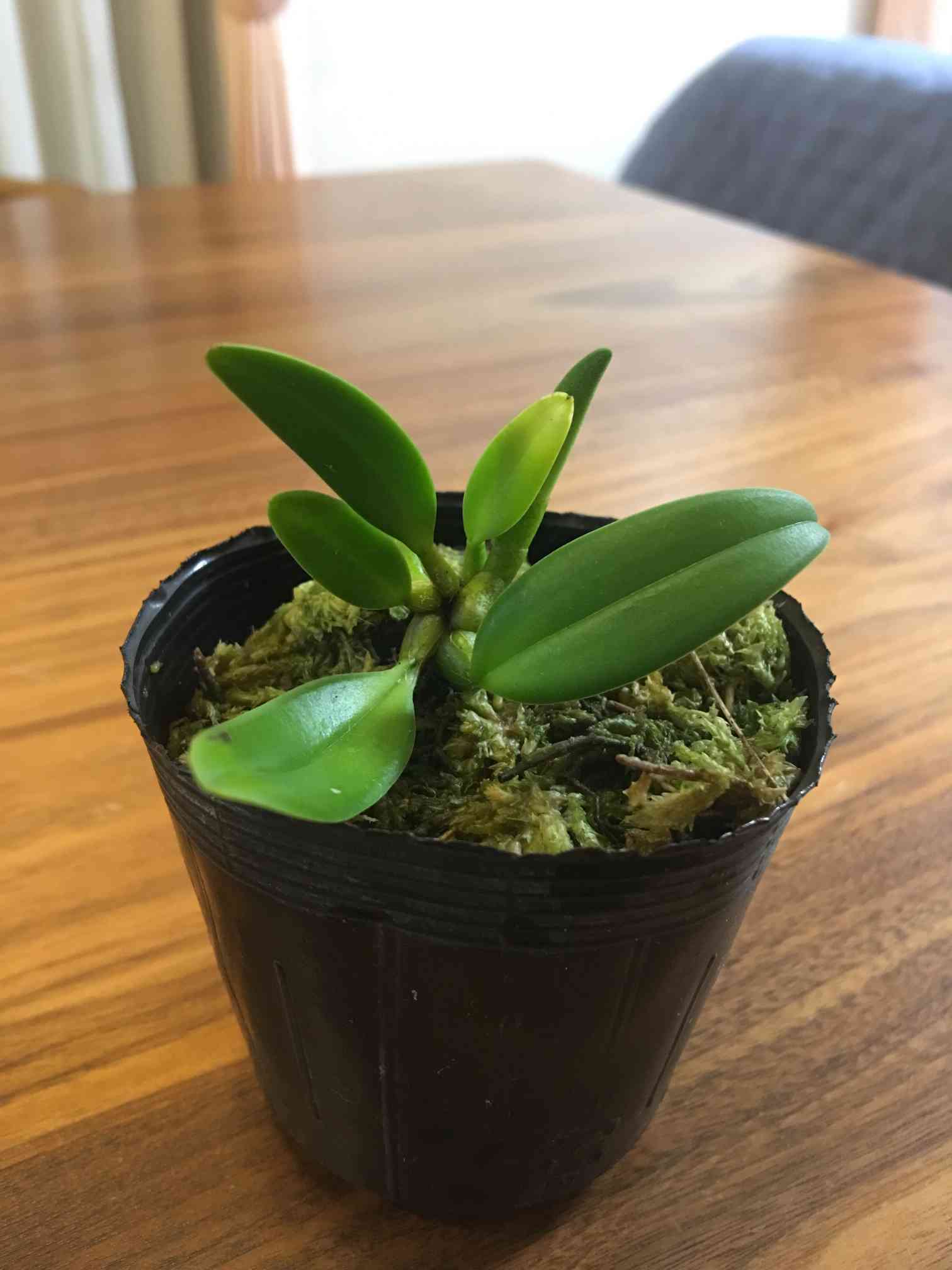 クスクスランの一覧｜🍀GreenSnap（グリーンスナップ）