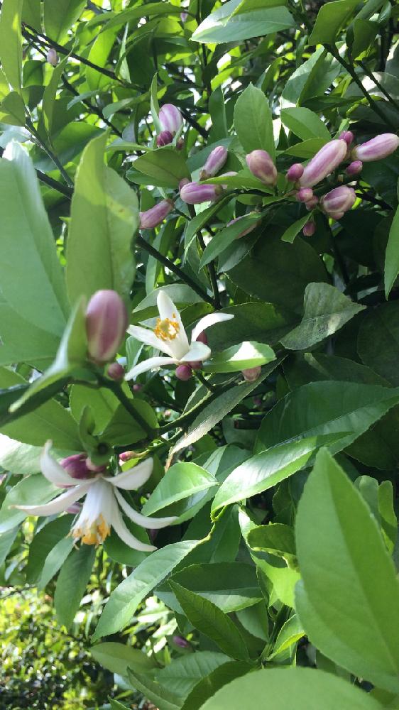 レモンの投稿画像 By Kenjiさん 庭のお花と春のお花と良い香りのお花と柑橘類といい匂いのお花ともうすぐ咲くよと南国の植物と花つけ過ぎ 17月5月16日 Greensnap グリーンスナップ