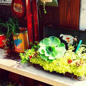 DIY,多肉植物寄せ植え,リメ缶,多肉の寄せ植え,ジャンクの画像