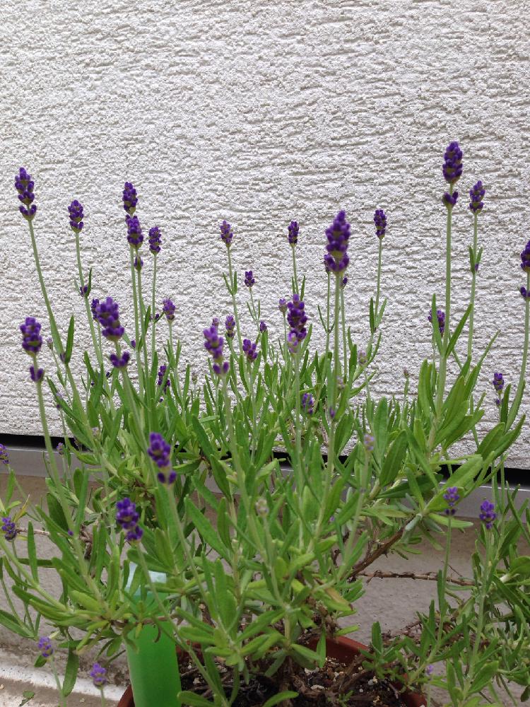 富良野ラベンダーの投稿画像 By 木いちごさん 17月5月16日 Greensnap グリーンスナップ