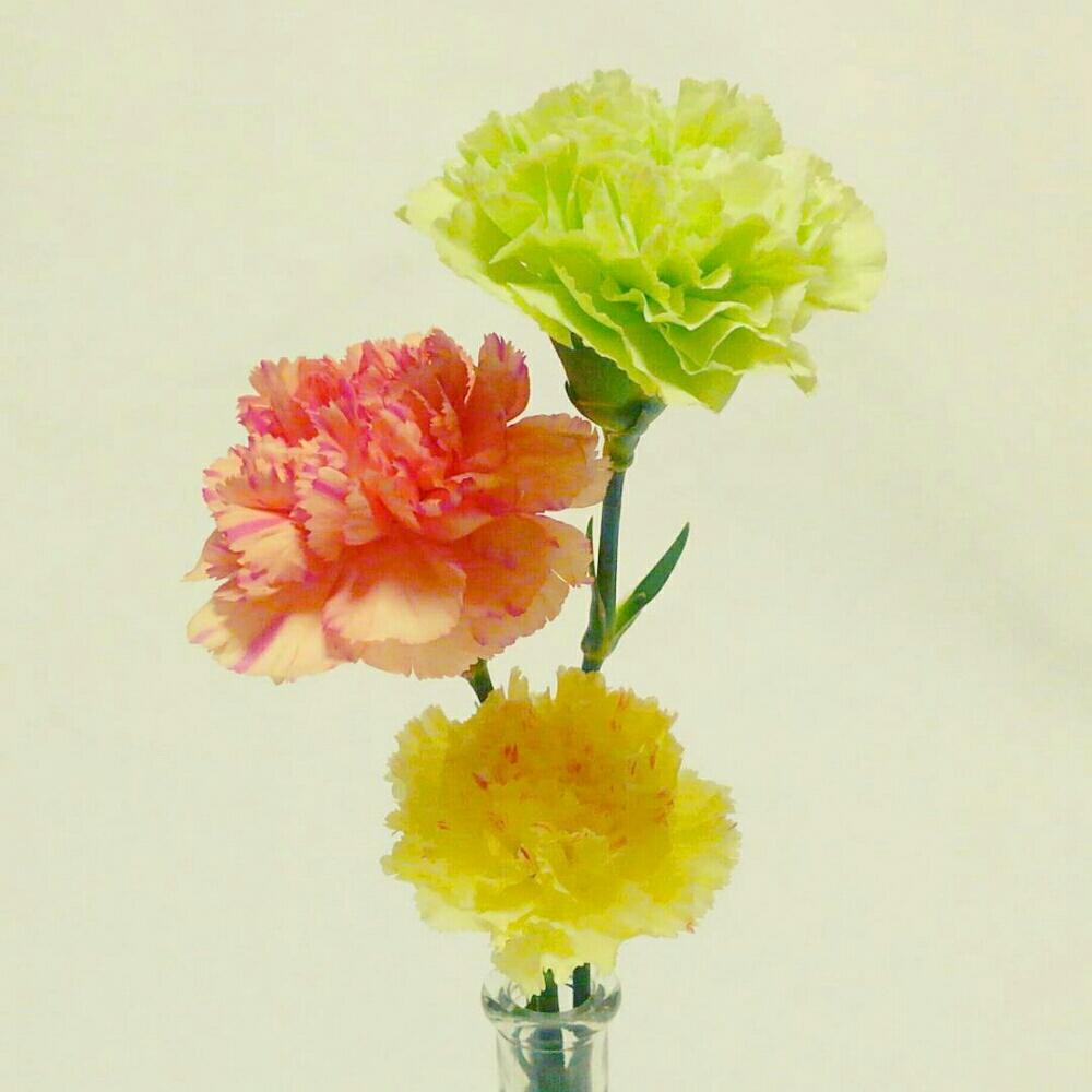 カーネーションの投稿画像 By Pieni Sayaさん 部屋とまだら模様と緑色ときれいとお花とまだら模様と緑色ときれいとお花 17月5月16日 Greensnap グリーンスナップ Greensnap グリーンスナップ
