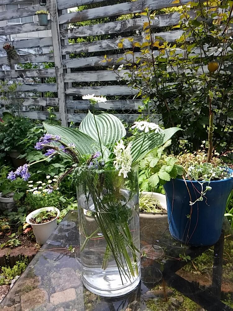 アメリカテマリシモツケ ディアボロの投稿画像 By はなはなさん ディコンドラシルバーフォールズとアボカドとオルレアとギボウシとラベンダーと小さな庭とナチュラルガーデンときれいとナチュラルガーデンときれい 17月5月16日 Greensnap グリーンスナップ