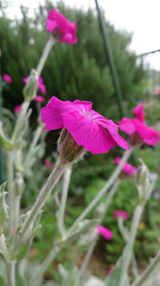 今日の一枚の投稿画像 By Miccoさん ハーブと咲いた とピンク色の花 17月5月16日 Greensnap グリーンスナップ