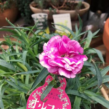 紫のカーネーションの画像 by tirolchocoさん | 小さな庭と初チャレンジ♡と値下げ品と多年草と紫のカーネーション