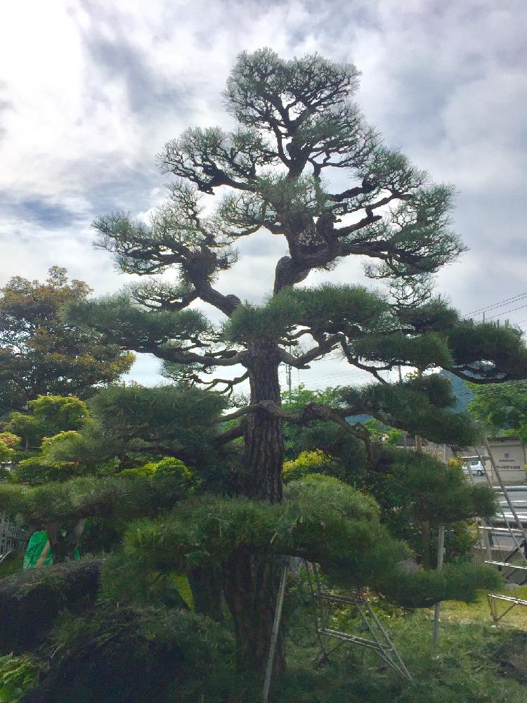 黒松の投稿画像 By 金藤緑化園さん マツと自然とシンボルツリーと和風ティストと剪定と島根県と今日の一枚と庭木とナチュラルスタイル 17月5月16日 Greensnap グリーンスナップ