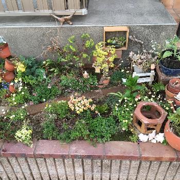 アイデア の投稿画像一覧 Greensnap グリーンスナップ