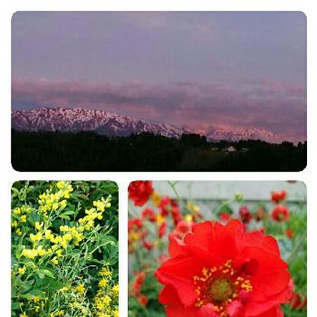 仙台萩の投稿画像一覧 Greensnap グリーンスナップ