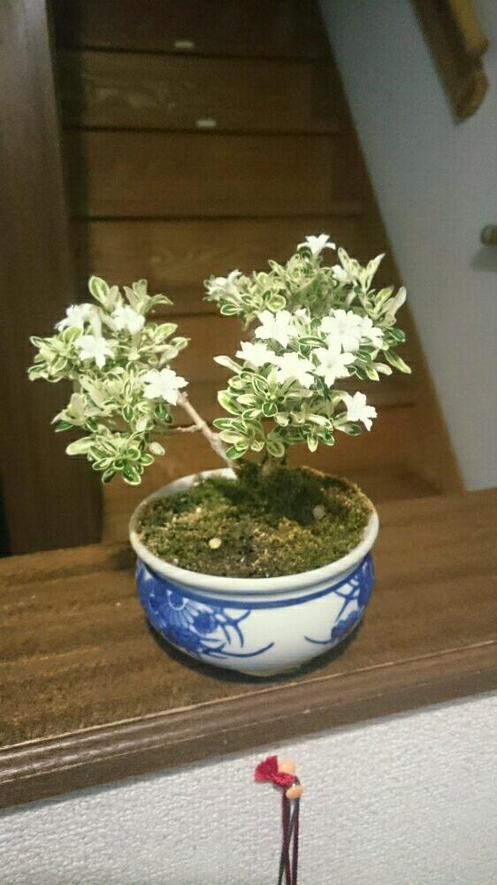 斑入り白丁花の投稿画像 By ぺーやんさん 咲いた と盆栽 17月5月16日 Greensnap グリーンスナップ