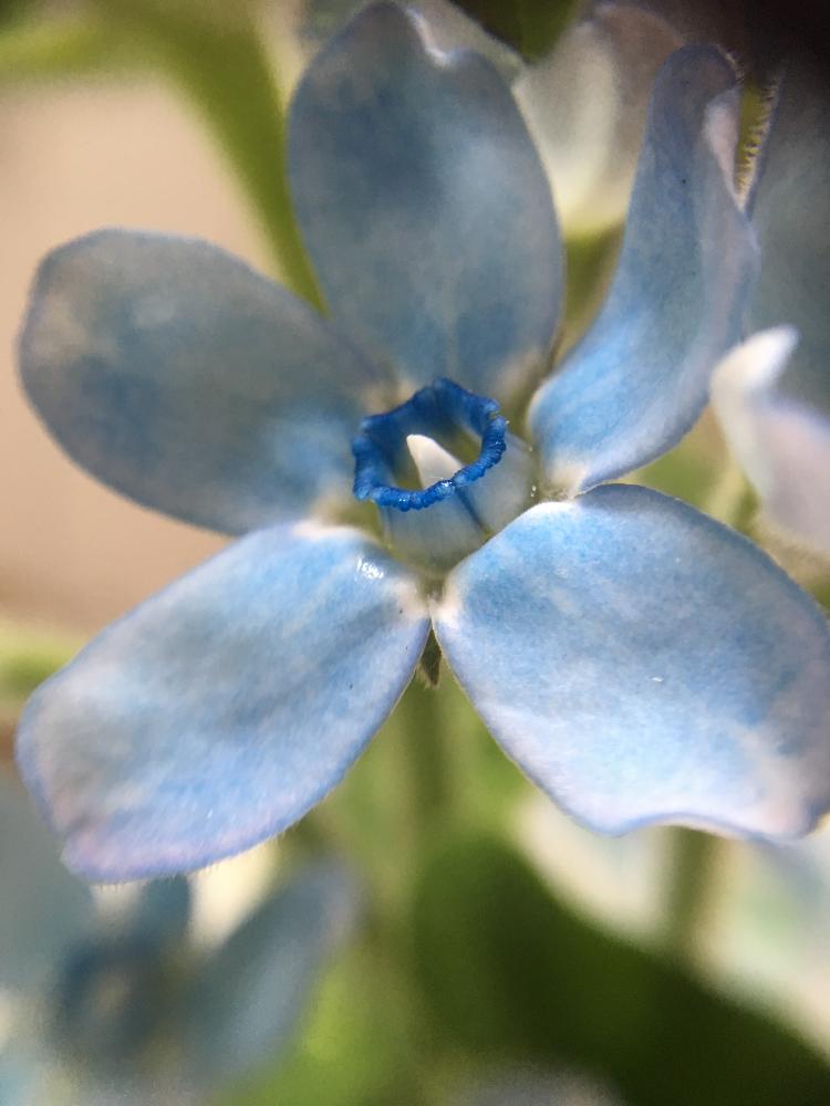 ピュアブルーの投稿画像 By オキザックさん オキシペタルム と切り花と水色の花とキュート 17月5月17日 Greensnap グリーンスナップ