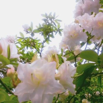 西洋ツツジの画像 by Ponpandaさん | お出かけ先とツツジと姿美しと実家と西洋ツツジとナチュラルスタイルと白い花