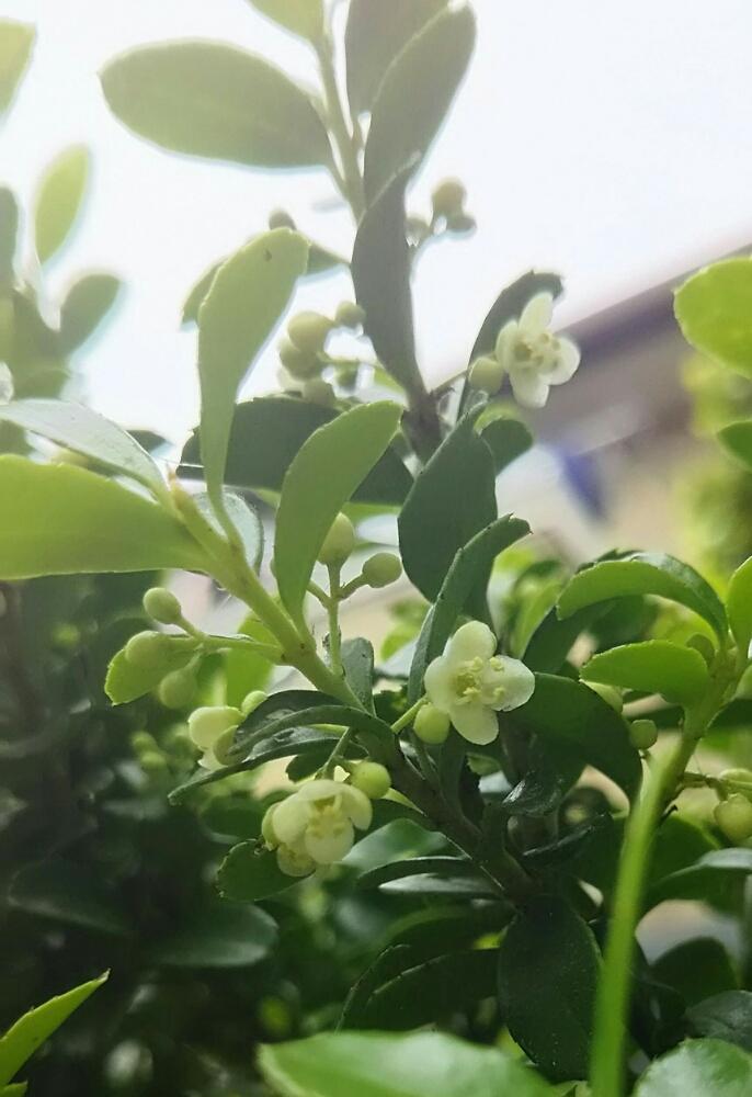 イヌツゲの投稿画像 By かりんとさん 木本と今日のお花としべ好きと白い花とちびっこと初めて 17月5月17日 Greensnap グリーンスナップ