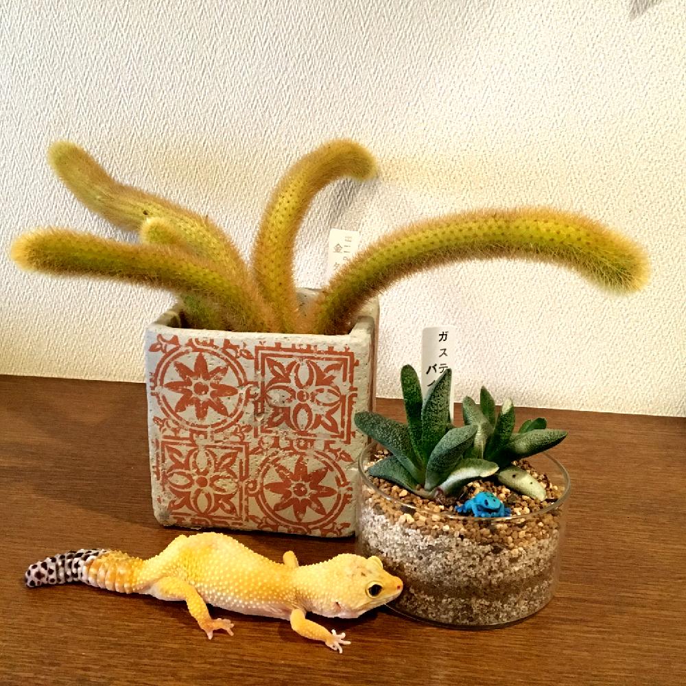 ヒョウモントカゲモドキの投稿画像 By ミセス水玉さん 17月5月17日 Greensnap グリーンスナップ