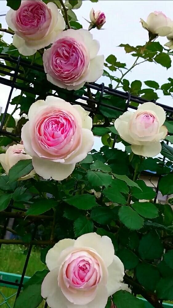 半つるバラの投稿画像 By Yoo さん かわいい ときれいとつるバラ 17月5月17日 Greensnap グリーンスナップ