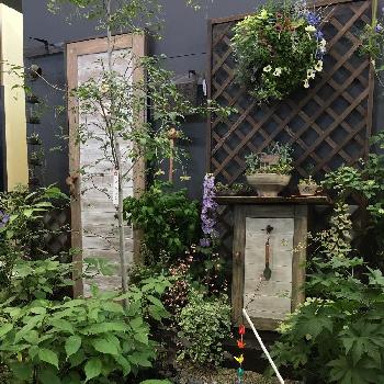 デルフィニウム オーロララベンダーの投稿画像一覧 Greensnap グリーンスナップ