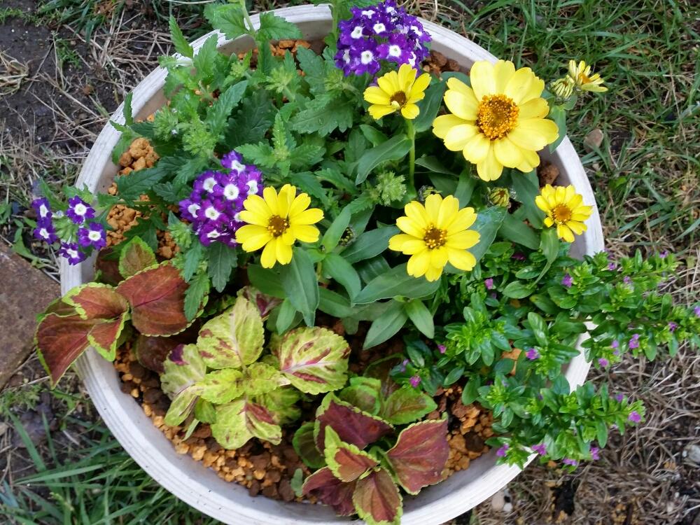 クフェアの投稿画像 By るふにふさん バーベナと小さな庭と鉢植えとコリウスとジニアと寄せ植えと鉢植えと寄せ植え 17月5月17日 Greensnap グリーンスナップ Greensnap グリーンスナップ