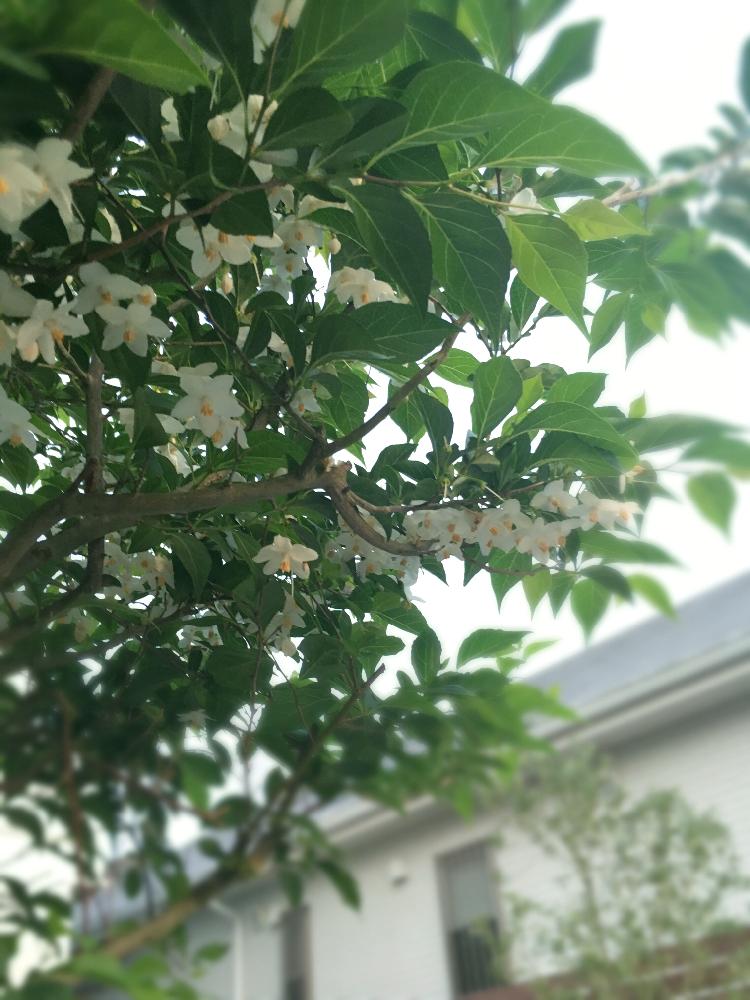 エゴノキの投稿画像 By Ya358さん グリーンのある暮らしとシンボルツリーと我が家のシンボルツリーと花のある暮らしと小さな白い花 17月5月17日 Greensnap グリーンスナップ