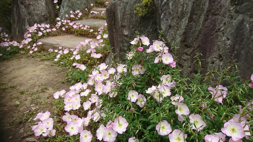 モモイロヒルザキツキミソウの投稿画像 By かき揚げさん 広い庭と植中毒と今日のお花と多肉おばちゃんと年以上と植中毒と今日のお花と多肉おばちゃんと年以上 17月5月17日 Greensnap グリーンスナップ Greensnap グリーンスナップ