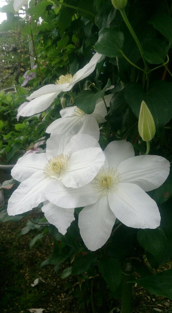 クレマチスの投稿画像 By Hideさん つる性植物と今日のお花とガーデニングと白い花と咲いた 17月5月17日 Greensnap グリーンスナップ