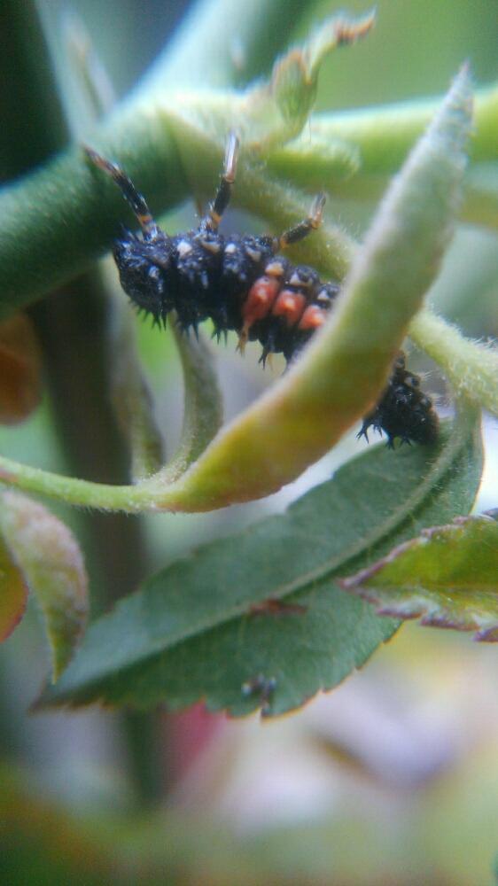 モッコウバラ白の投稿画像 By Buyakunさん 陽当たり良好とアブラムシ対策と自然大好きとナミテントウ とジャンクガーデン 17月5月17日 Greensnap グリーンスナップ