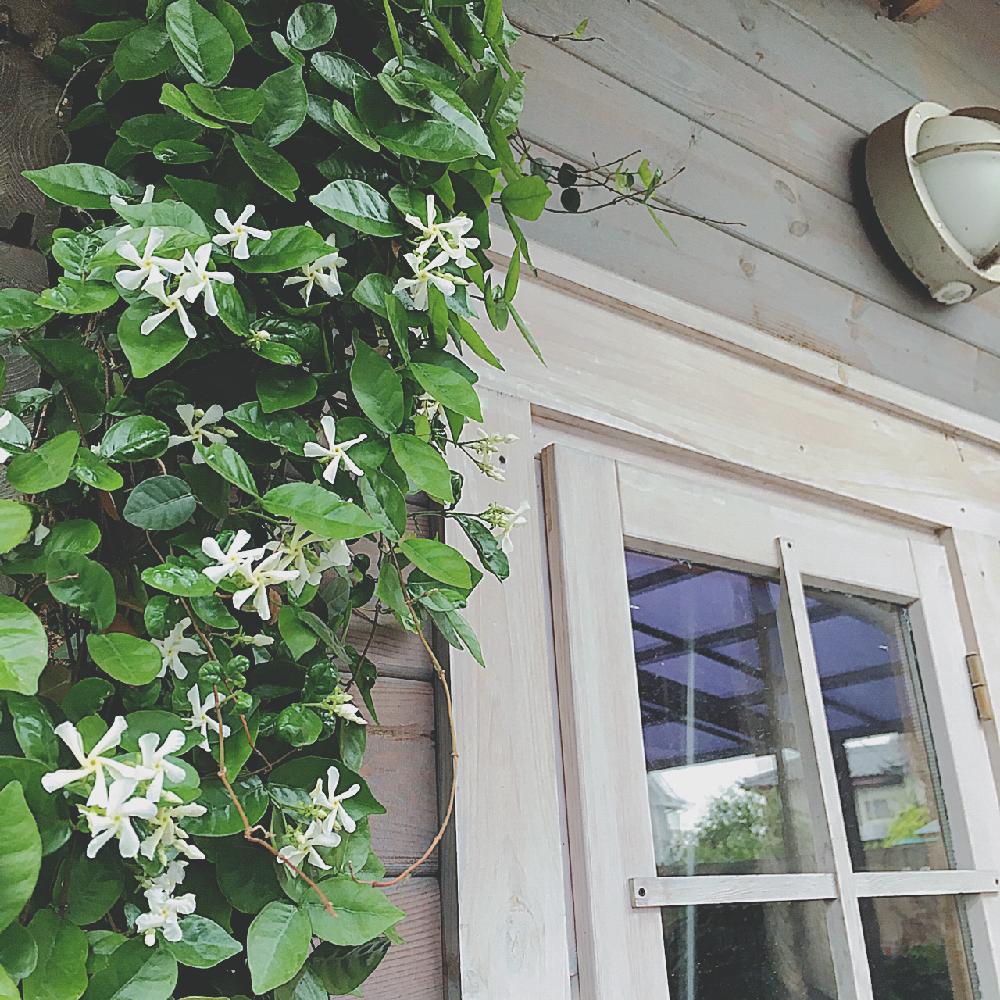 ハツユキカズラの投稿画像 By Nicoさん 植中毒と小屋とガーデニングとお庭と白い花とログハウス風と地植えと花が咲いたと珍しい 17月5月17日 Greensnap グリーンスナップ