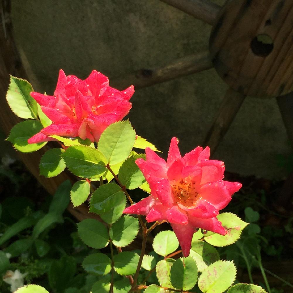 ミニバラ テディベアの投稿画像 By Eriさん お気に入り と今日のお花と我が家の花壇と自己流とミニバラを楽しむとバラの地植えとpic加工なしとええよええよ 17月5月17日 Greensnap グリーンスナップ