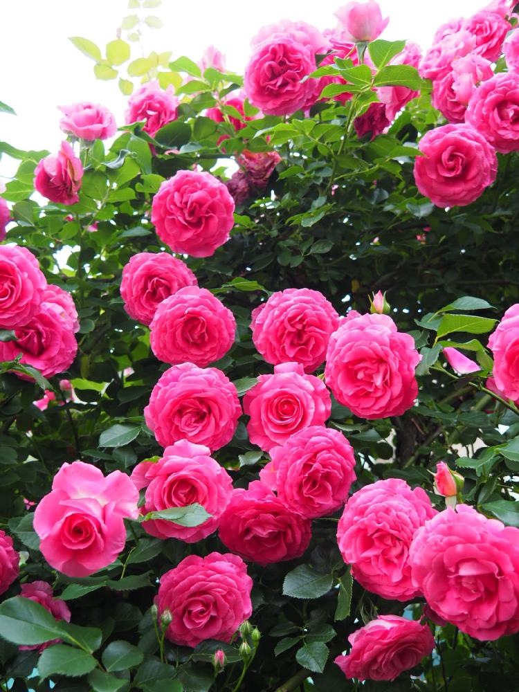 バラ うららの投稿画像 By Rubyさん 京成バラ園芸フォトコンと花のある暮らしと薔薇 とロザリアンとバラを楽しむ 17月5月18日 Greensnap グリーンスナップ