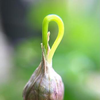 るり玉アリウムの投稿画像一覧 Greensnap グリーンスナップ