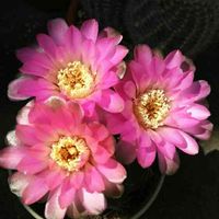 海王丸,赤花海王丸,サボテン科,サボテンの花,多肉植物とサボテンの画像