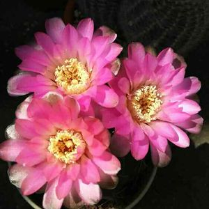 海王丸,赤花海王丸,サボテン科,サボテンの花,多肉植物とサボテンの画像