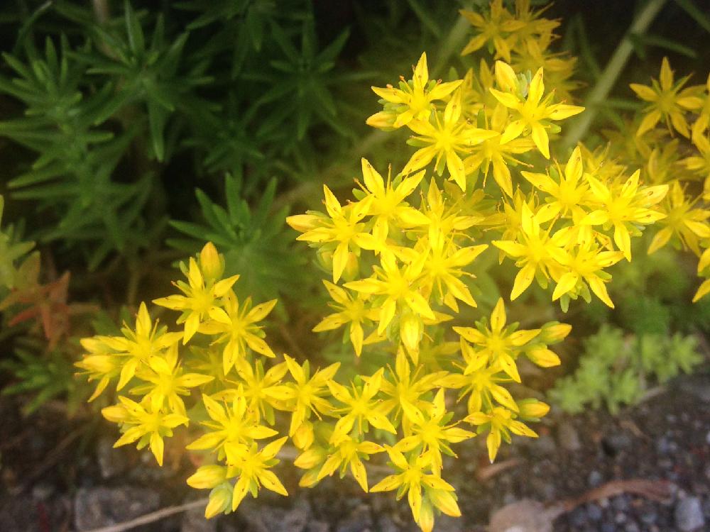 セダムの投稿画像 By もっちさん 小さい花と黄色と黄色い花と道ばたに咲いてた 17月5月18日 Greensnap グリーンスナップ