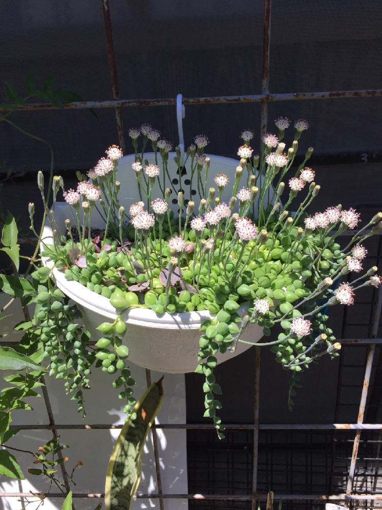 グリーンネックレスの花の投稿画像 By りぼん524さん 花が咲いた 2017月5月18日 Greensnap グリーンスナップ