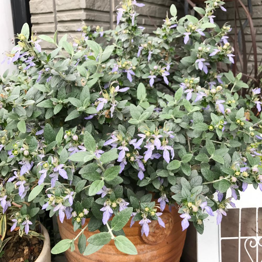 ツリージャーマンダーの投稿画像 By Amiさん 春のお花と植物のある暮らしと手作りの庭とガーデニングと花のある暮らしとami S Gardenと100万枚記念 とっておきの植物コンテスト 17月5月18日 Greensnap グリーンスナップ